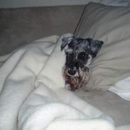 Dvaergschnauzer Cæsar ¤DØD¤