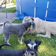 Dvaergschnauzer Cæsar ¤DØD¤