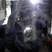 Labrador retriever (Formel 1)Bella