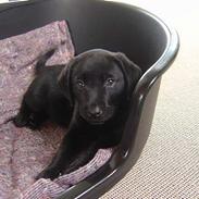 Labrador retriever Max