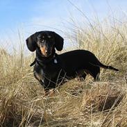 Gravhund Trunte Von Raltenborg