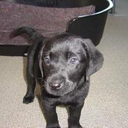 Labrador retriever Max