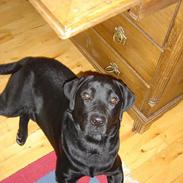 Labrador retriever Max