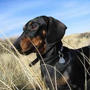 Gravhund Trunte Von Raltenborg