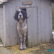 Engelsk setter bruce