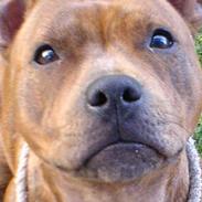 Staffordshire bull terrier Sheila