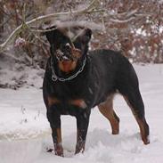 Rottweiler nico