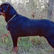 Rottweiler nico