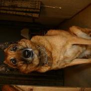 Belgisk hyrdehund Tyson(død)