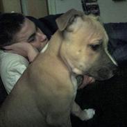 Staffordshire bull terrier Kida