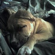 Staffordshire bull terrier Kida