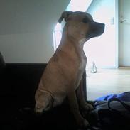 Staffordshire bull terrier Kida