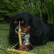 Cavalier king charles spaniel Sofus