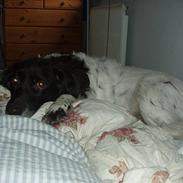 Kleiner münsterländer Freja - død Juli 2008