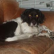 Kleiner münsterländer Freja - død Juli 2008