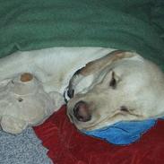 Labrador retriever Zippo (Gul Formel 1)