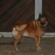 Belgisk hyrdehund Tyson(død)