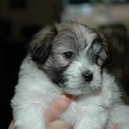 Coton de tulear Uniq Coton Sergent Pepper