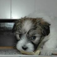 Coton de tulear Uniq Coton Sergent Pepper