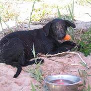 Labrador retriever Freja