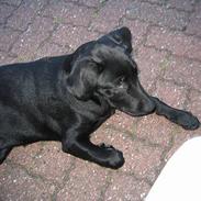 Labrador retriever Freja