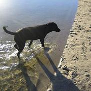 Labrador retriever Freja