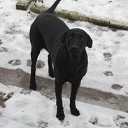 Labrador retriever Freja