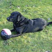 Blanding af racer Rico