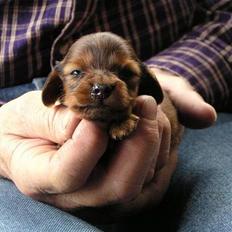 Miniature gravhund Freja