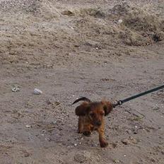 Miniature gravhund Freja