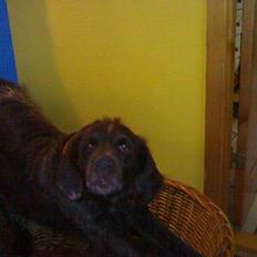 Kleiner münsterländer Sussi