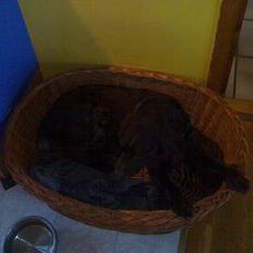 Kleiner münsterländer Sussi