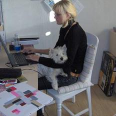 West highland white terrier Mulle