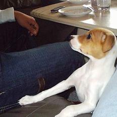 Blanding af racer Matilde