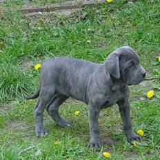 Cane corso Campo Di Cavello Sama