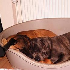 Cane corso Campo Di Cavello Sama