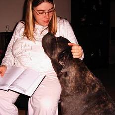 Cane corso Campo Di Cavello Sama