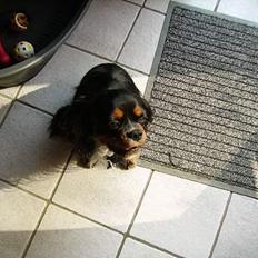 Cavalier king charles spaniel Sofus