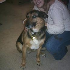 Blanding af racer taco (død)