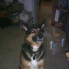 Blanding af racer taco (død)