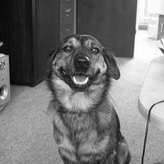 Blanding af racer Tiger