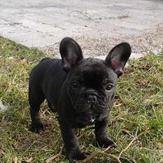 Fransk bulldog Fie