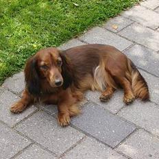 Dværggravhund Siffe