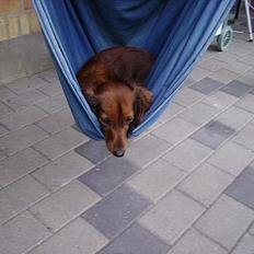 Dværggravhund Siffe