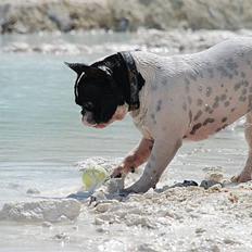 Fransk bulldog Gilbert