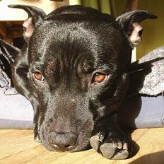 Staffordshire bull terrier Foxy