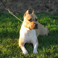 Amerikansk staffordshire terrier Shiva