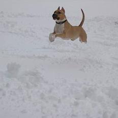 Amerikansk staffordshire terrier Shiva