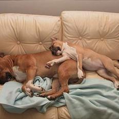 Amerikansk staffordshire terrier Shiva