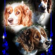 Welsh springer spaniel Thea